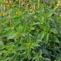 Salvia elegans